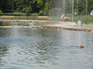 wags dog park cincinnati