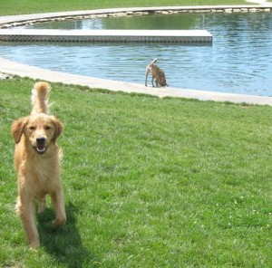 wags dog park cincinnati