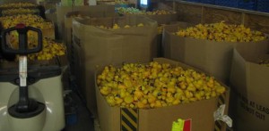 rubber ducks freestore foodbank rubber duck regatta
