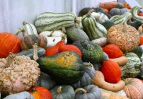 assorted pumpkins assorted pumpkins