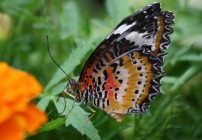 IMG_1101 IMG_1101