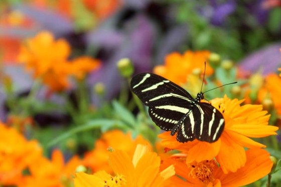 Butterfly Show 2013