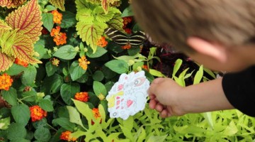 child catching a butterfly at the Butterfly Show, Krohn Conservatory