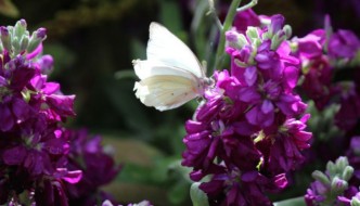 purplebutterfly
