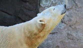 polar bear at the Cincinnati Zoo