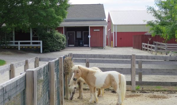 Ponies at Parky's Farm