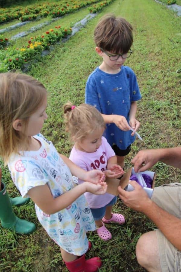 Butterfly Festival at Blooms and Berries Farm Market
