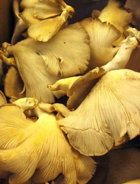 jungle jims oyster mushrooms