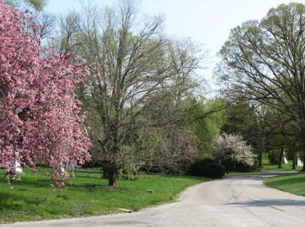 springgrovetreesinbloom