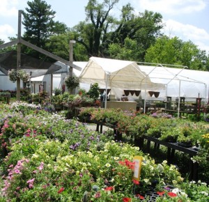 Day 56 - Blooms And Berries Farm Market · 365 Cincinnati