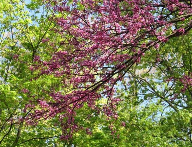 redbuds blooming at sharon woods