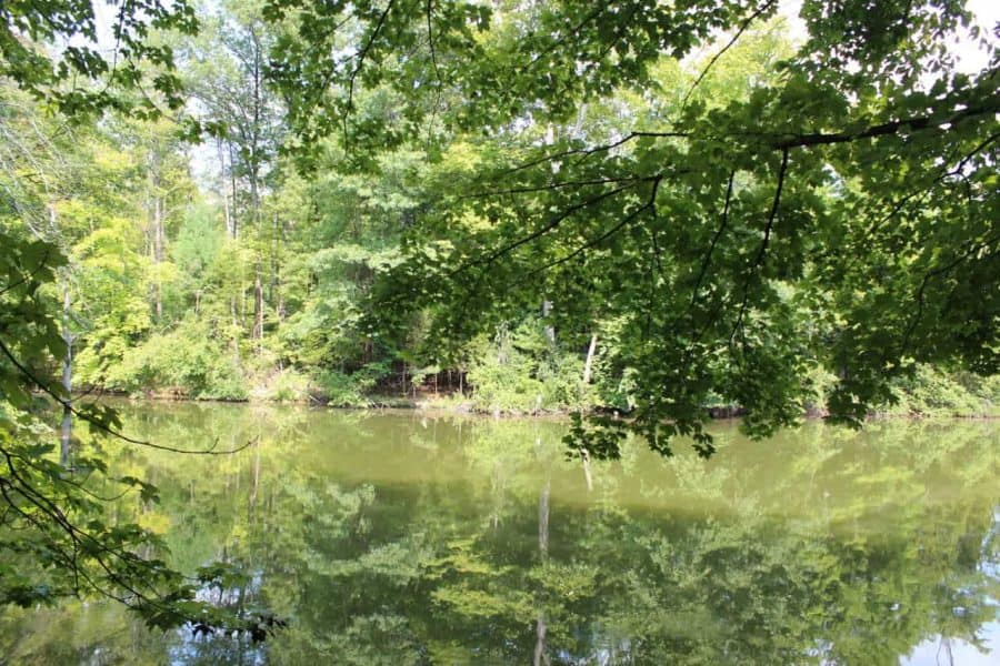 The marsh pond at Cincinnati Nature Center