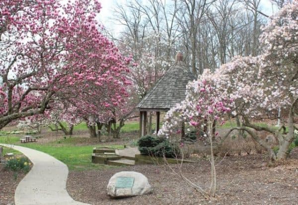 Flowering trees along the path at Eden Park