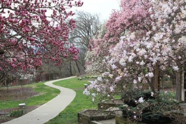 Flowers along the path at Eden Park, close to Krohn Conservatory