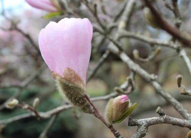 pink magnolia bud at Eden Park