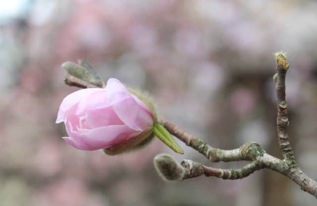 Buds on a magnolia tree at Eden Park in Cincinnati Ohio