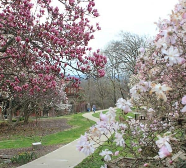 Flowering magnolias at Eden Park, close to the Krohn Conservatory in Cincinnati Ohio