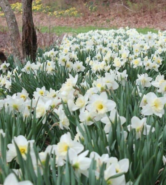 Daffodils at Eden Park in Cincinnati