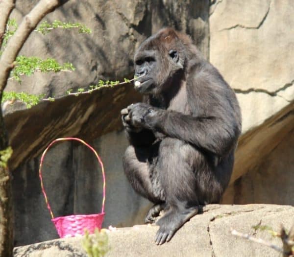 Easter Egg Hunt with the Cincinnati Zoo Gorillas · 365 CINCINNATI