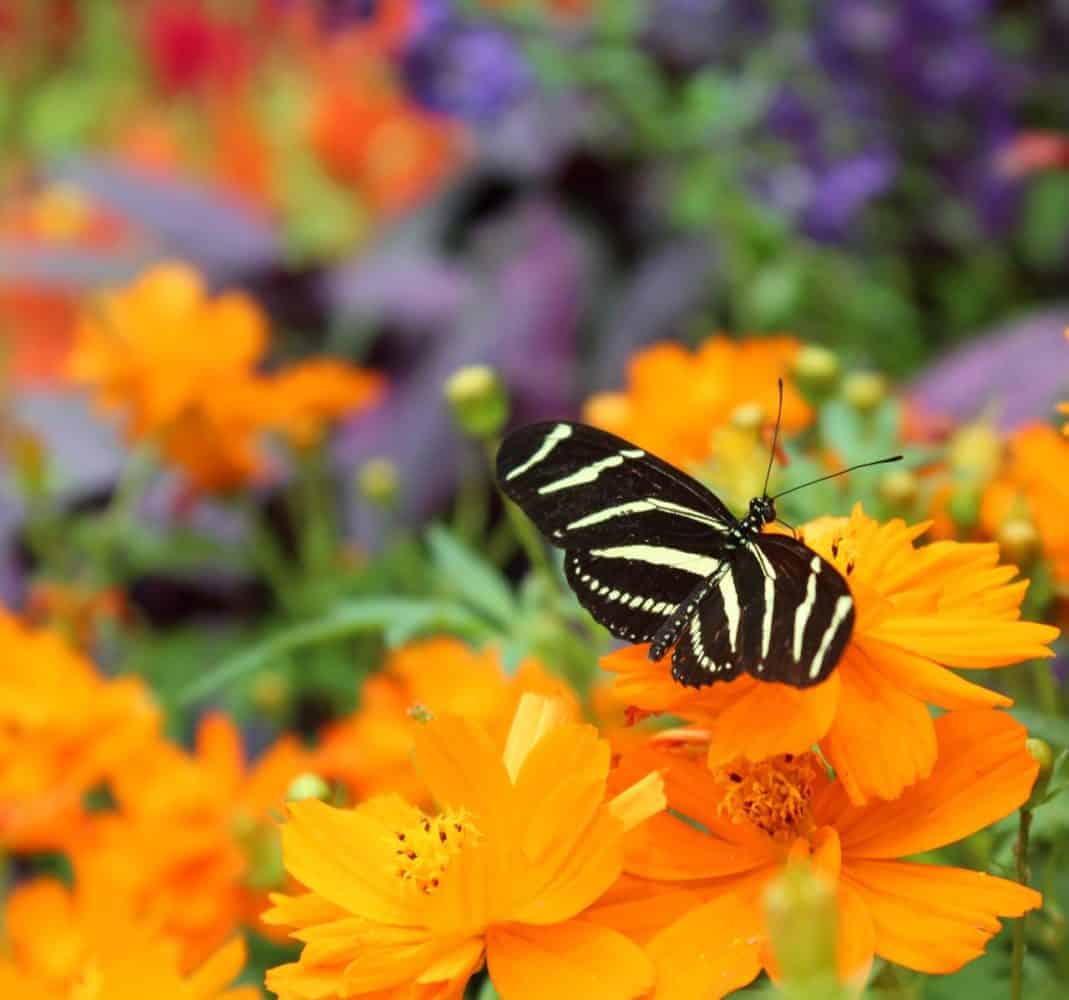 Butterfly Show at the Krohn Conservatory in Cincinnati, Ohio