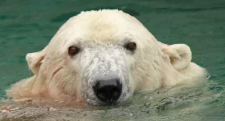 Polar Bear at the Cincinnati Zoo
