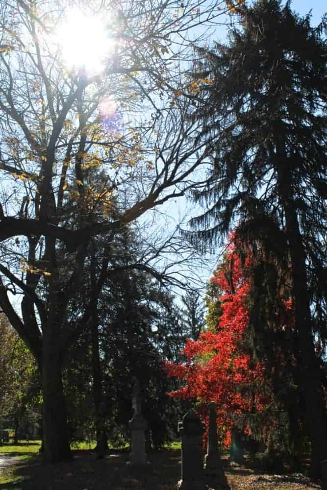 fall leaves at Spring Grove Cemetery