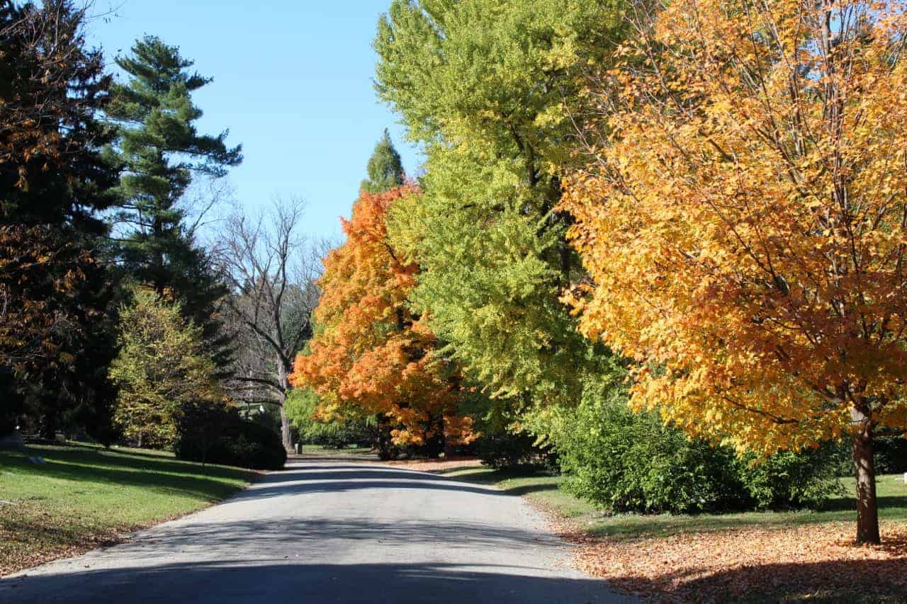 fall foliage at Spring Grove Cemetery