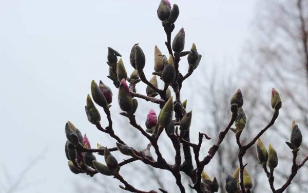 Magnolia Blooms on Branches at Eden Park