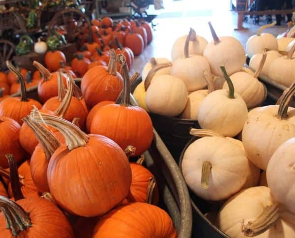 pumpkins at Bonnybrook Farms