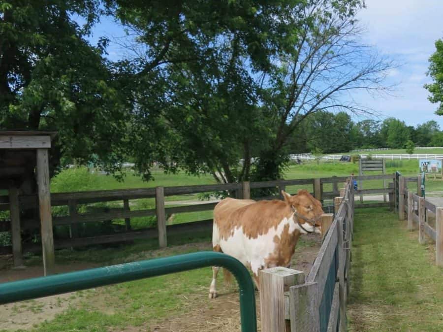 farm animals at parkys farm