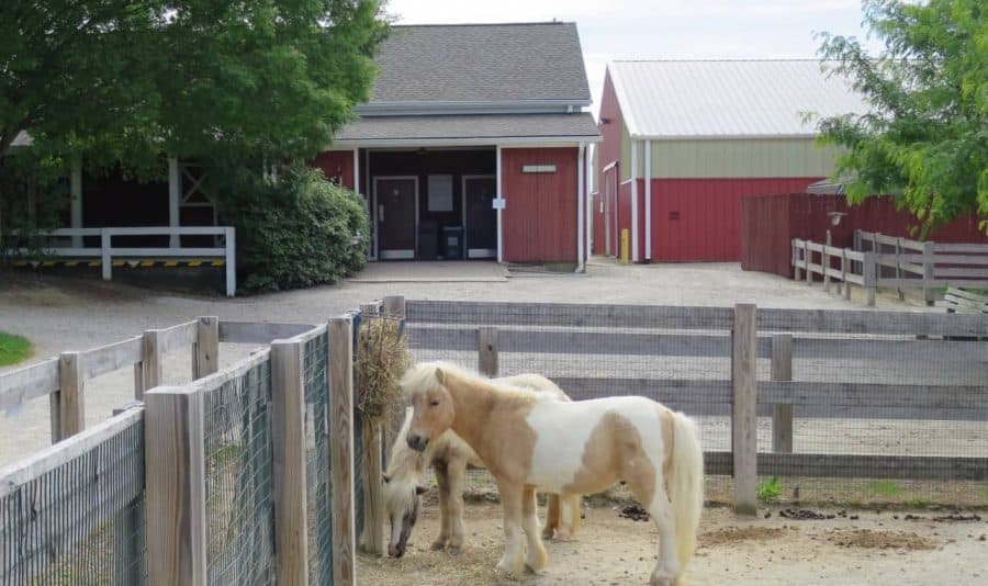 small ponies at Parky's Farm at Winton Woods