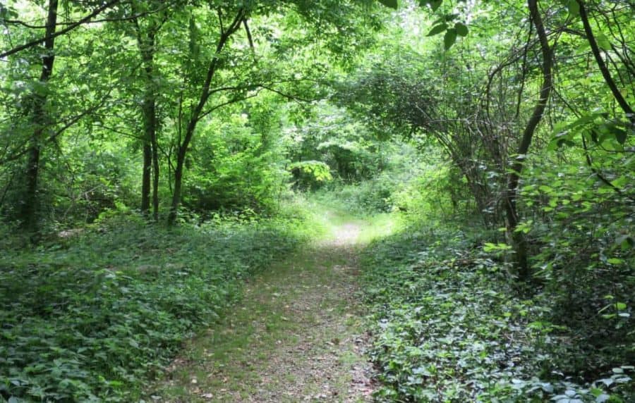 wooded trail at Parky's Farm