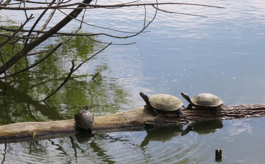 Turtles at Parky's Farm