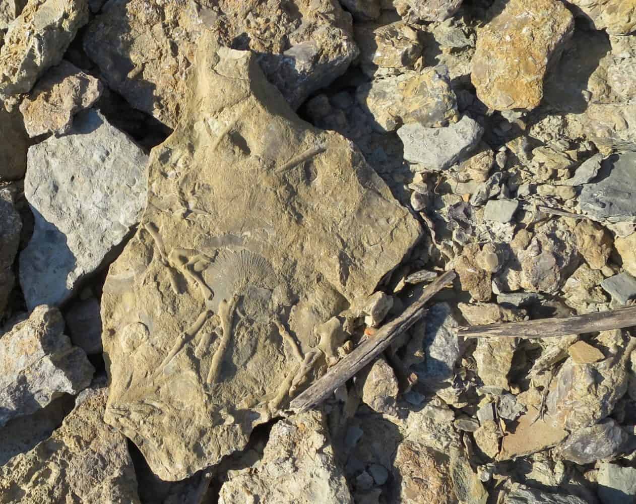 Fossils at Trammel Fossil Park