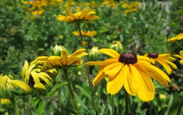 Flowers at Mt. Storm Park in Clifton