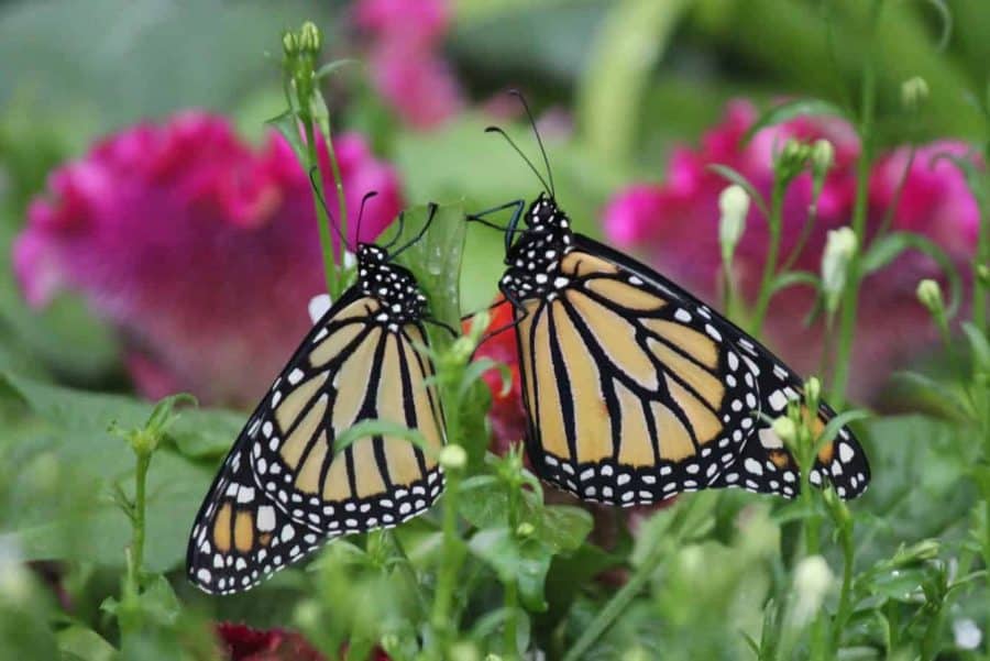 Monarch Butterflies