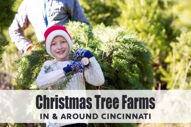 10 Places To Cut Your Own Christmas Tree In Cincinnati 2022 