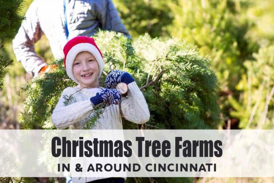 Live christmas trees dayton ohio