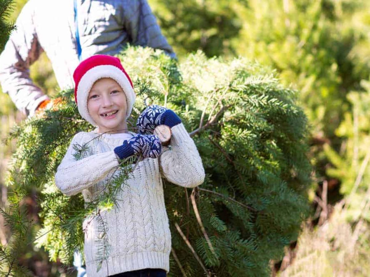 10+ Places to Cut Your Own Christmas Tree in Cincinnati {2022}