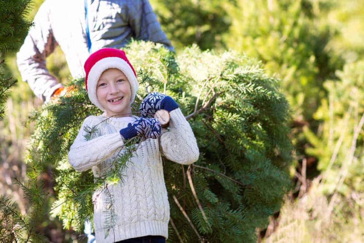 Cincinnati Christmas Tree Farms: 9 Places to Cut Your Own Christmas Tree in 2024