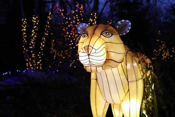 Tiger Lantern at Cincinnati Zoo's Festival of Light