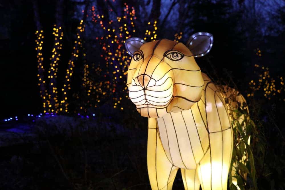 a Lioness Lantern at Cincinnati Zoo's Festival of Lights