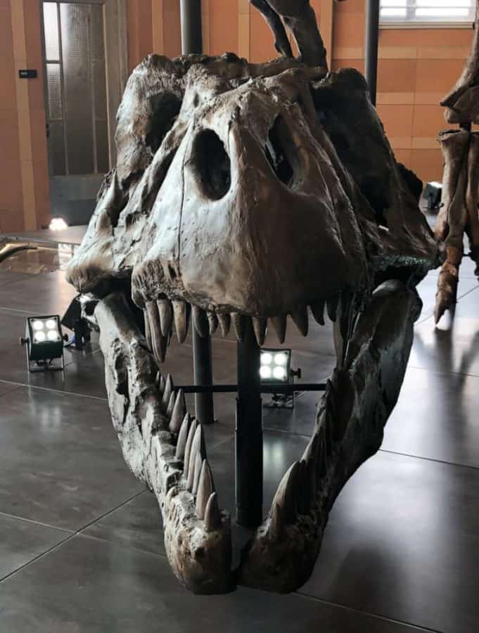 Visit the Museum of Natural History and Science at Cincinnati Museum ...