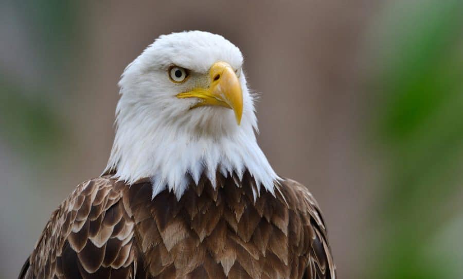 Birdwatching in Cincinnati with hopes of spotting a bald eagle