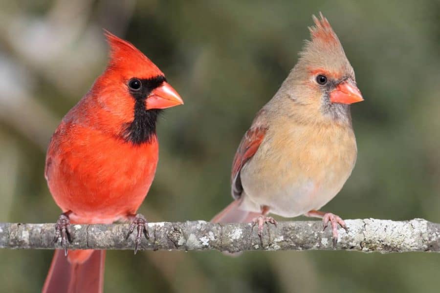 Birdwatching, cardinals on a branch