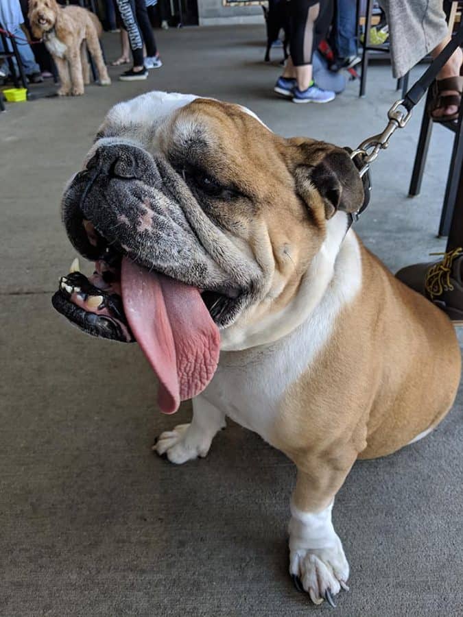 Dogs on the patio at MadTree Brewing