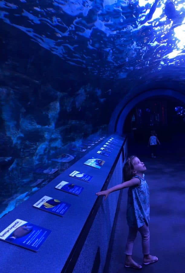 Gazing at sharks in the tunnel at Newport Aquarium