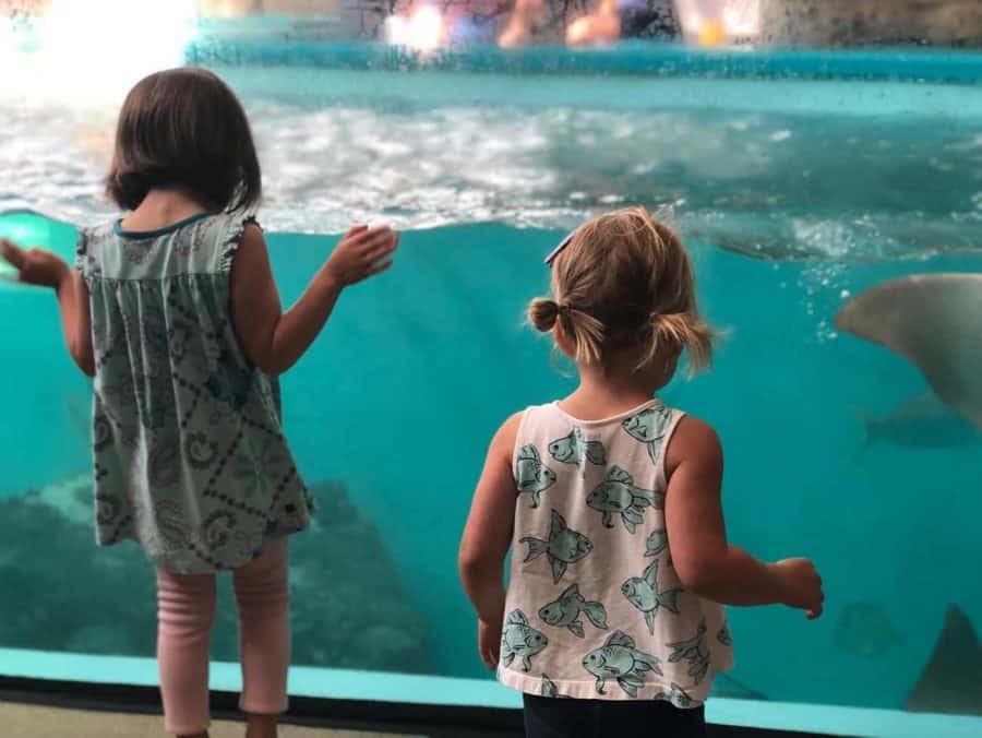 Loads of fish at Newport Aquarium