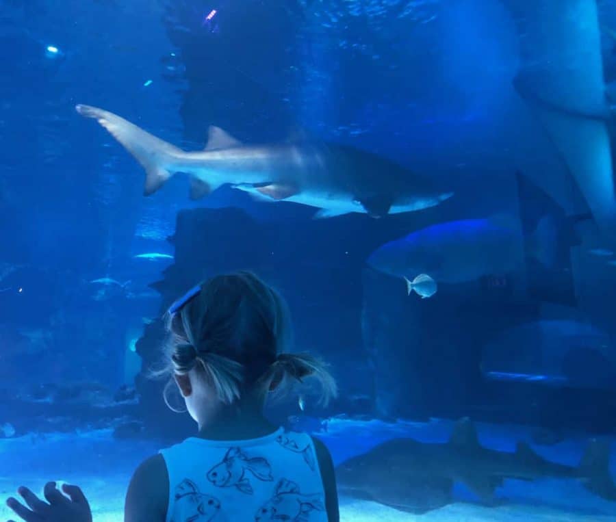 watching sharks in the tank at Newport Aquarium