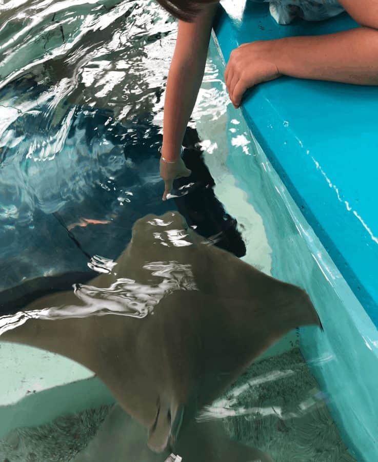 touching sting rays at Newport Aquarium